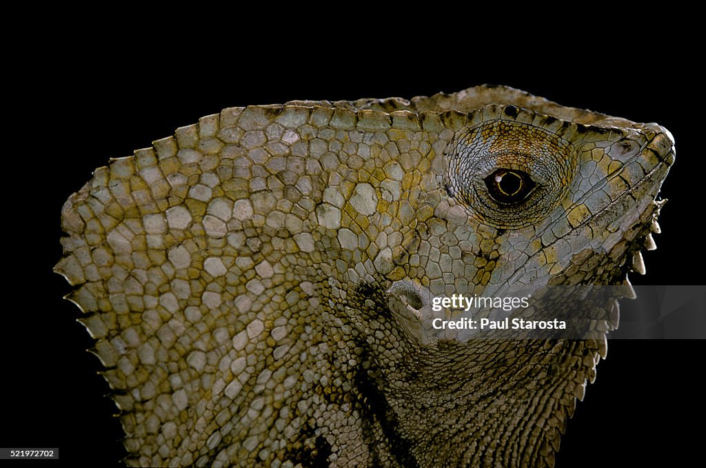 Corytophanes cristatus (helmeted iguana)