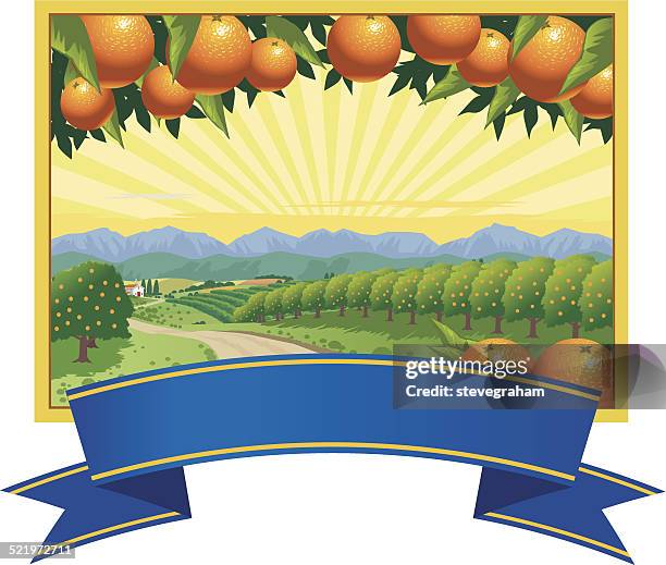 orange grove - orange fruit stock-grafiken, -clipart, -cartoons und -symbole