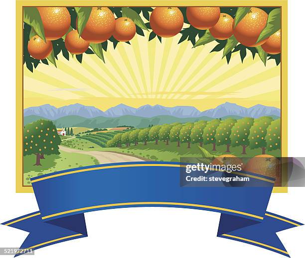 bildbanksillustrationer, clip art samt tecknat material och ikoner med orange groves - apelsin