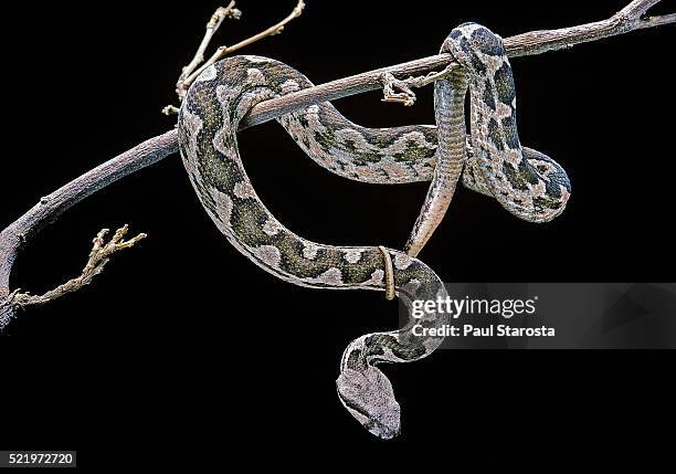 daboia lebetina mauritanica (moorish viper) - adder stock pictures, royalty-free photos & images