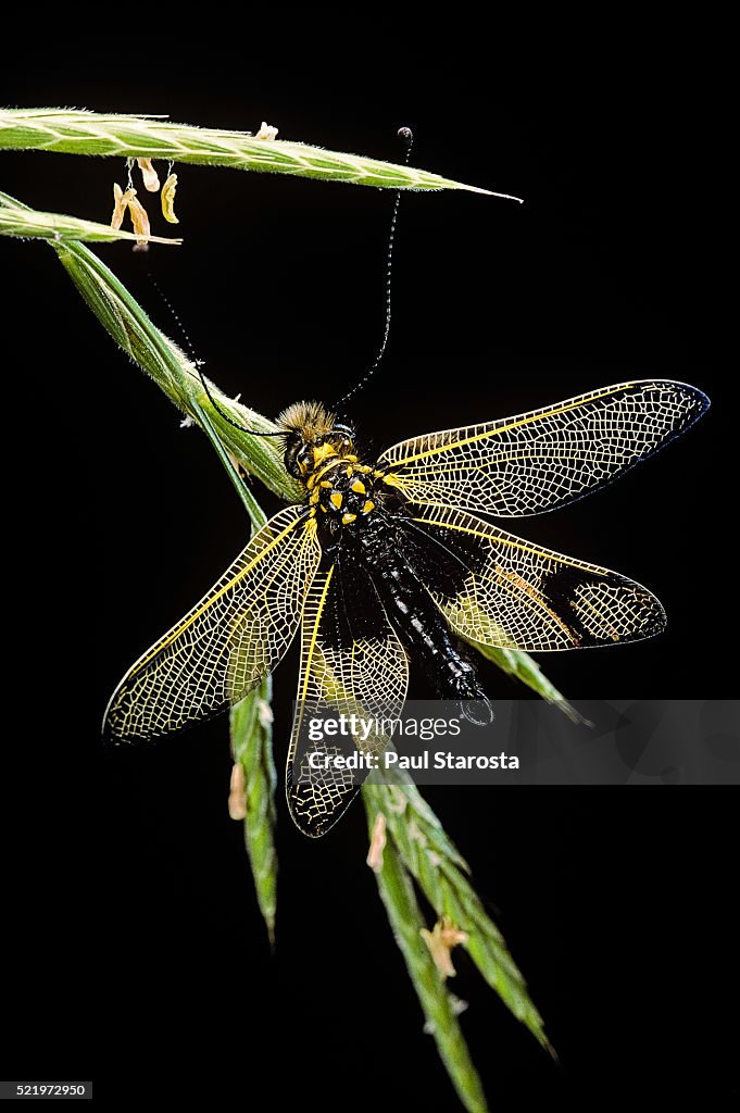 Libelloides longicornis (owlfly)