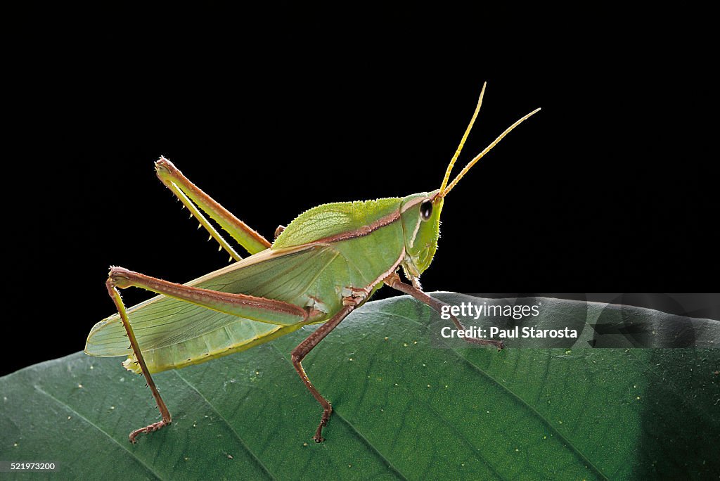 Prionolopha serrata (serrate lubber grasshopper)