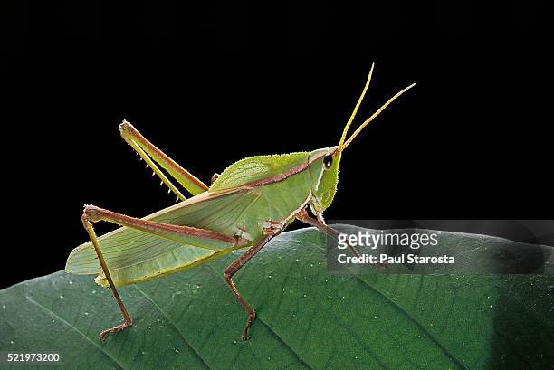 prionolopha serrata (serrate lubber grasshopper) - lubber grasshopper stock pictures, royalty-free photos & images