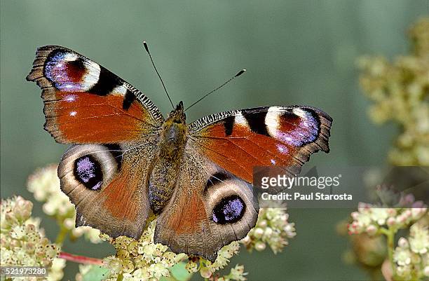 inachis io (peacock butterfly, european peacock) - ocellus stock pictures, royalty-free photos & images