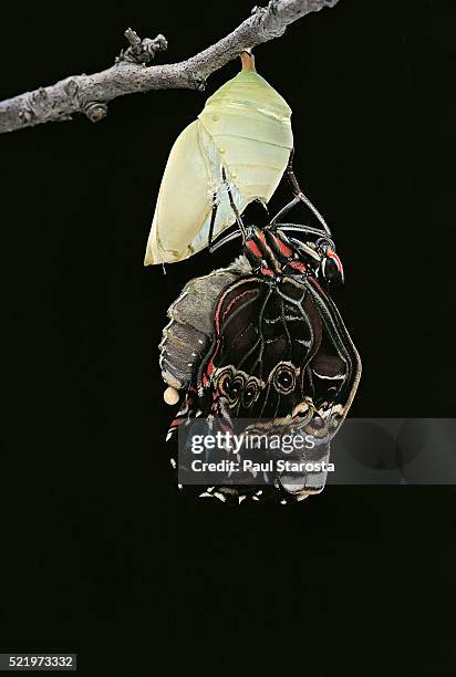 morpho peleides (blue morpho) - emerging from pupa - butterfly cacoon stock-fotos und bilder