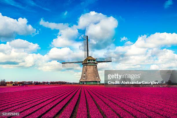bunte tulpenfelder vor eine traditionelle holländische windmühle - netherlands stock-fotos und bilder