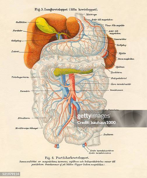körper zu beruhigen und blutstrom system-diagramm-gravur - human-digestive-system-diagram stock-grafiken, -clipart, -cartoons und -symbole