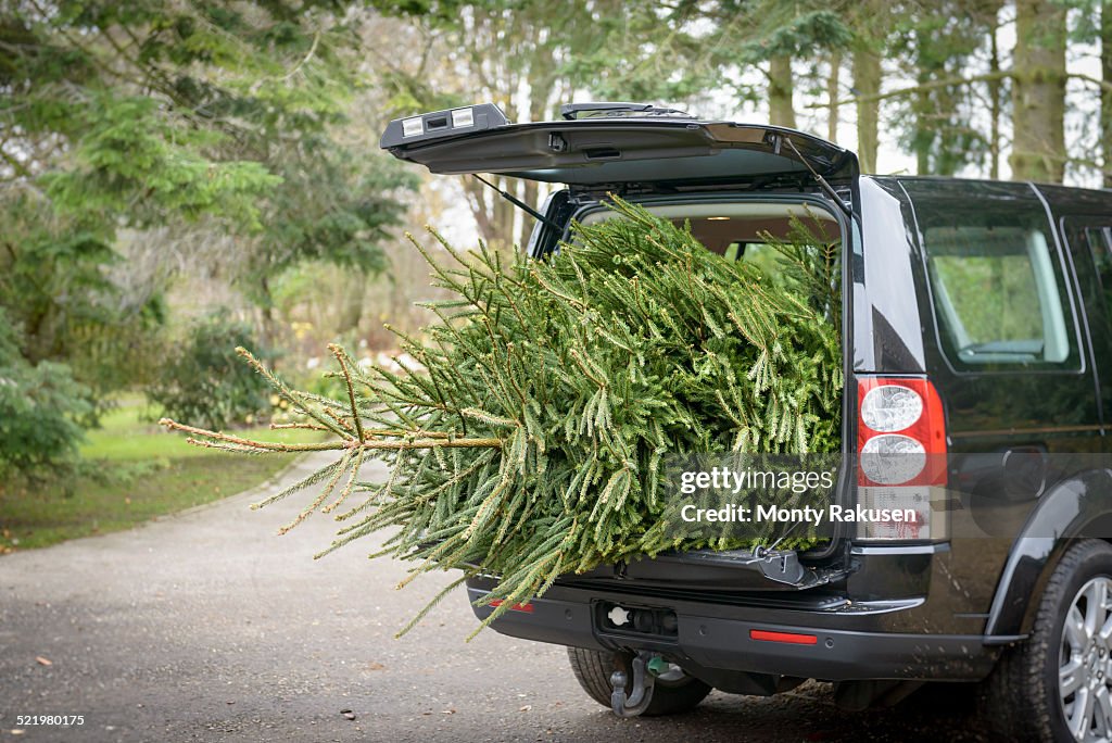 Large christmas tree in open boot of car