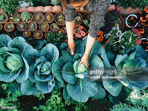 usa, california, santa clara county, woman working in vegetable garden - horticulture stock pictures, royalty-free photos & images