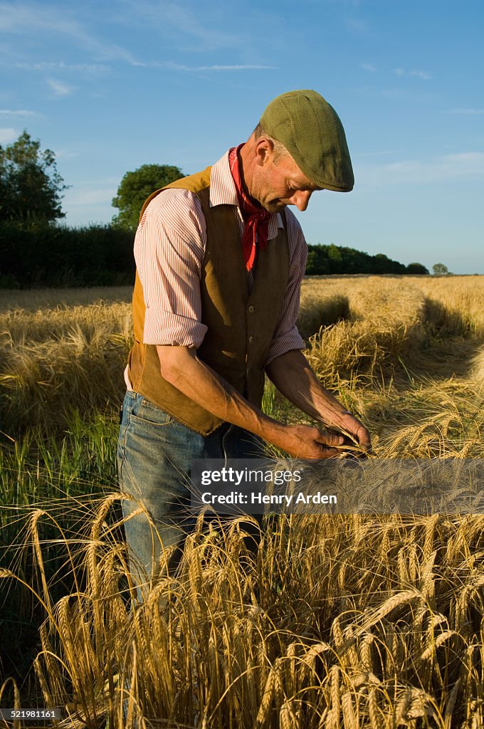 Farmer working in field of barley