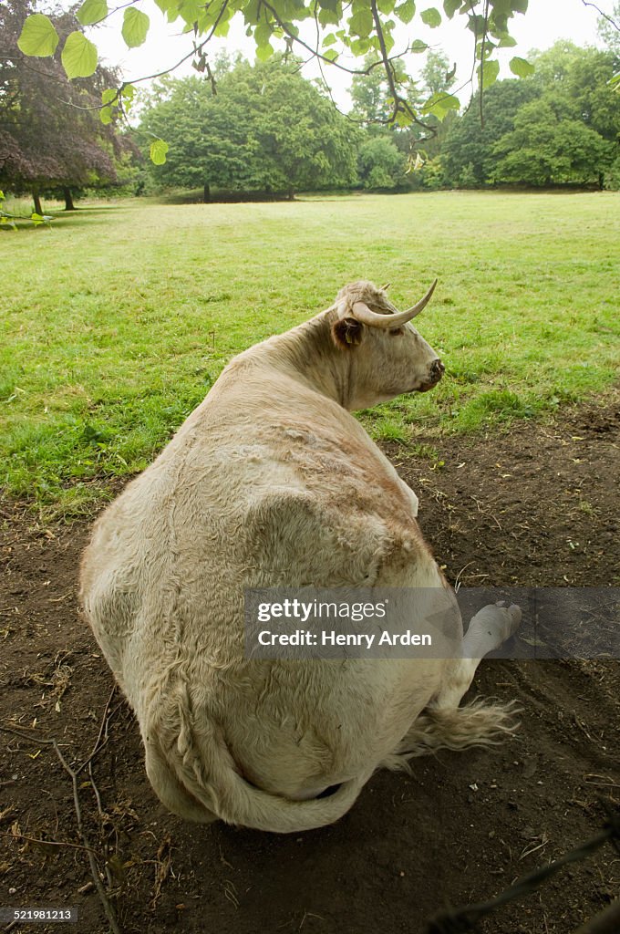 Bull resting on ground