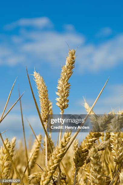 ear of wheat - ähre stock-fotos und bilder