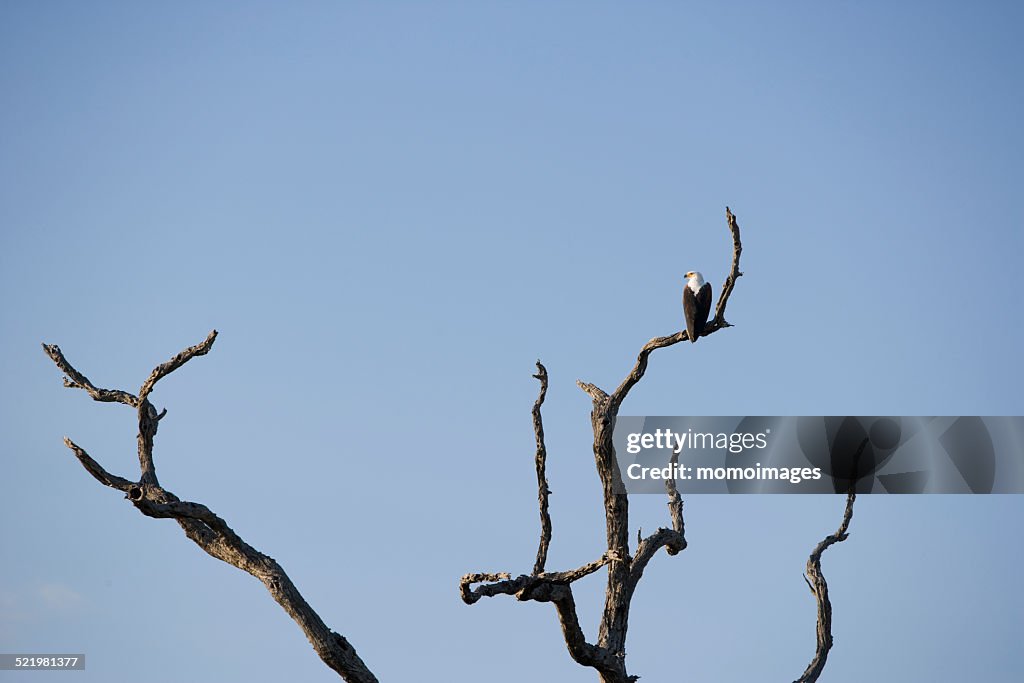 African Fish Eagle in tree