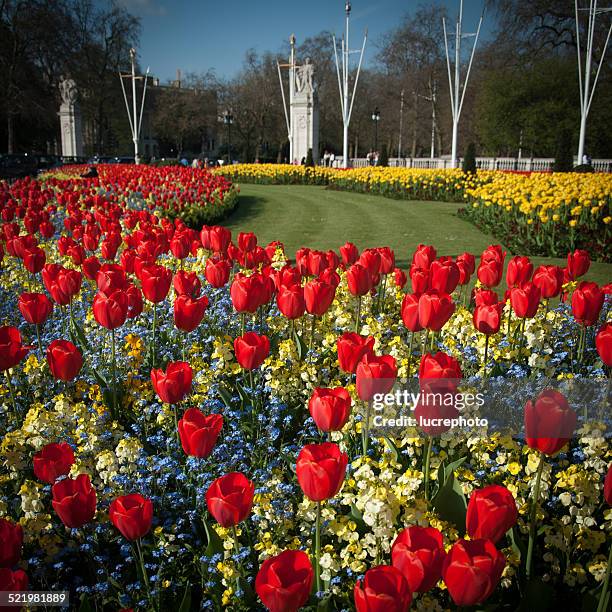 england, london, tulips in front of buckingham palace - buckingham palace outside stock pictures, royalty-free photos & images