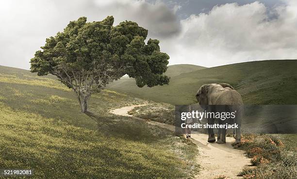 girl walking along a footpath with an elephant - white elephant stock pictures, royalty-free photos & images