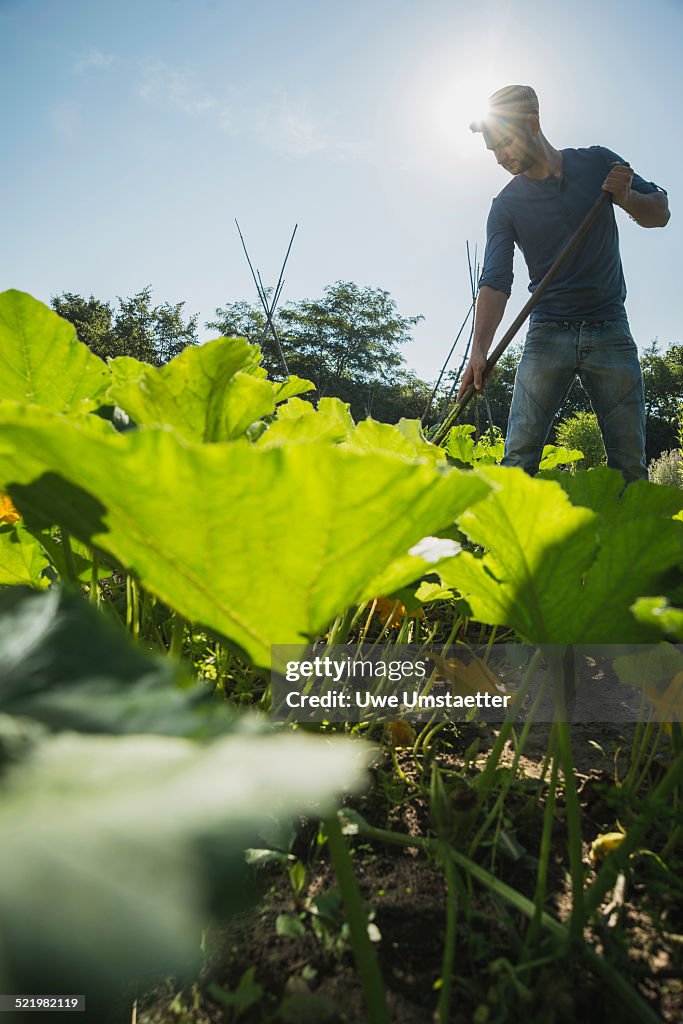 Gardener hoeing in courgette patch