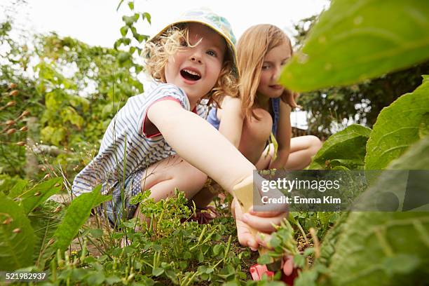 two sisters crouching and digging in garden - family gardening stock-fotos und bilder