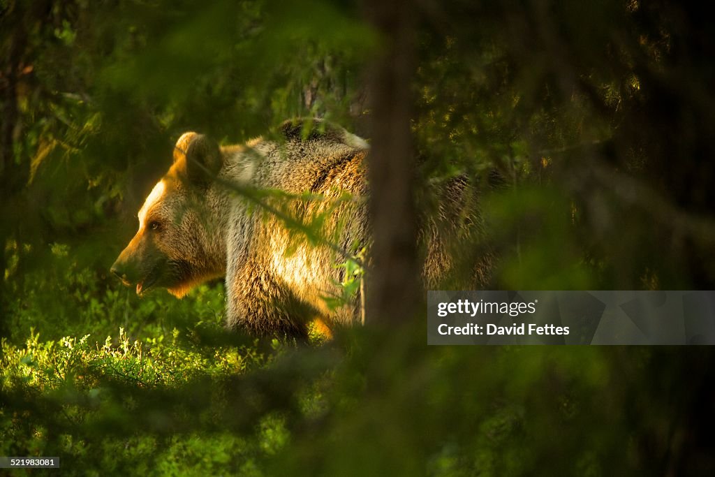 Brown bear (Ursus arctos) in Taiga Forest, Finland