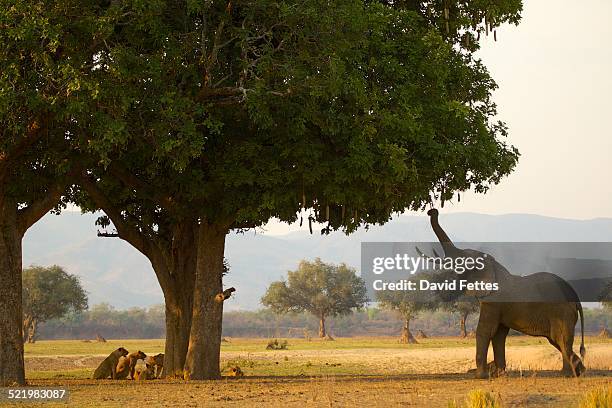 bull african elephant (loxodonta africana) feeding on sausage tree leaves, having driven pride of lions behind tree, mana pools national park, zimbabwe - african elephant foto e immagini stock