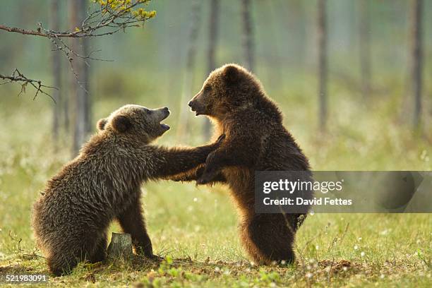 two brown bear cubs play fighting (ursus arctos) in taiga forest, finland - brown bear cub photos et images de collection