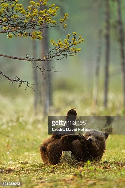 brown bear cub playing (ursus arctos) in taiga forest, finland - bruine beer stockfoto's en -beelden