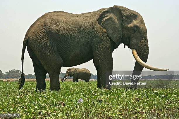 two bull african elephants (loxodonta africana) standing in zambezi river, mana pools national park, zimbabwe - zambezi river stock pictures, royalty-free photos & images