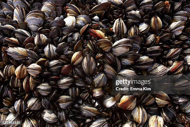 close up of large group of sea mussels - bivalve imagens e fotografias de stock