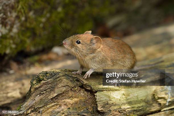 bank vole -myodes glareolus-, croatia - volea stock pictures, royalty-free photos & images