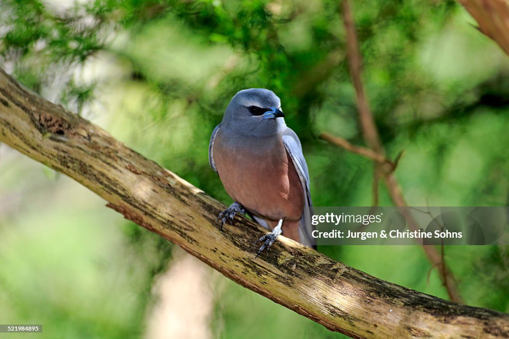 White-browed woodswallow -Artamus superciliosus-, adult on tree, South Australia, Australia