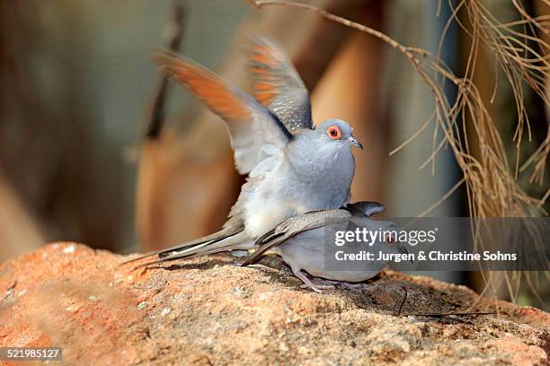 diamond doves -geopelia cuneata-, pair, mating, south australia, australia - geopelia cuneata stock pictures, royalty-free photos & images