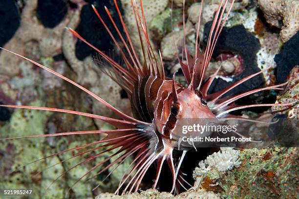 clearfin lionfish -pterois radiata- on coral, red sea, egypt - pterois radiata stock pictures, royalty-free photos & images
