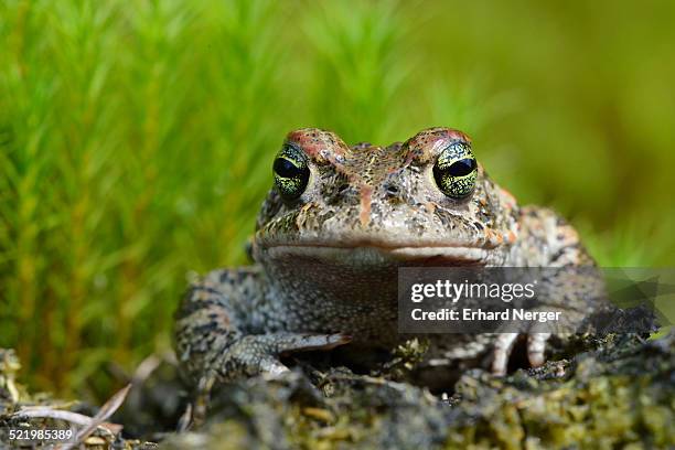 natterjack toad -bufo calamita-, emsland, lower saxony, germany - calamita fotografías e imágenes de stock