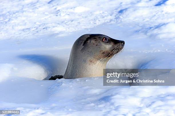 harp seal or saddleback seal -pagophilus groenlandicus, phoca groenlandica-, adult female, looking out of breathing hole or aglu, magdalen islands, gulf of saint lawrence, quebec, canada - breathing hole stock pictures, royalty-free photos & images