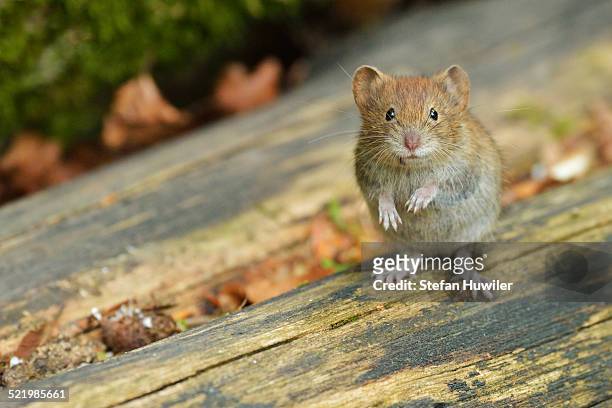 bank vole -myodes glareolus-, croatia - volea stock pictures, royalty-free photos & images