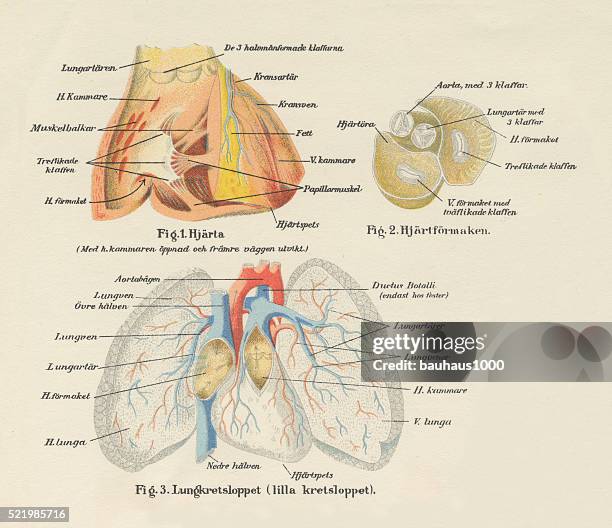 körper zu beruhigen und blutstrom system-diagramm-gravur - human-digestive-system-diagram stock-grafiken, -clipart, -cartoons und -symbole