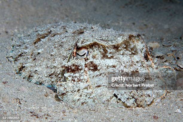 broadclub cuttlefish -sepia latimanus- camouflaged in the sand, makadi bay, red sea, hurghada, egypt - cuttlefish stock pictures, royalty-free photos & images