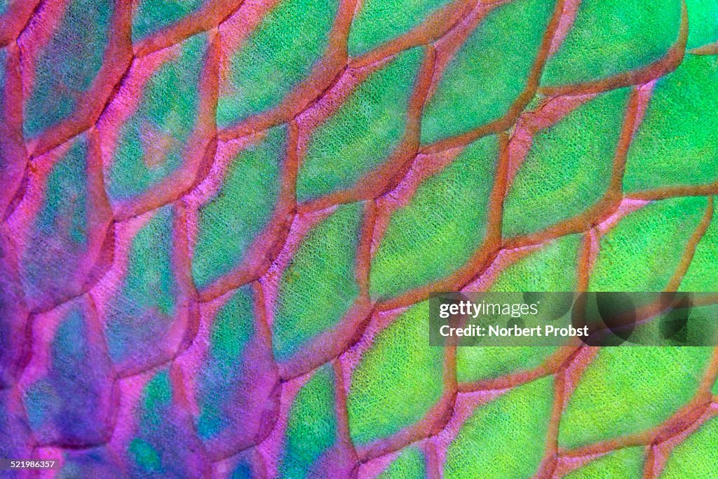 Scales, Rusty parrotfish -Scarus ferrugineus-, Red Sea, Egypt