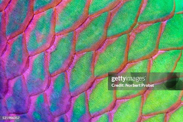 scales, rusty parrotfish -scarus ferrugineus-, red sea, egypt - escama de animal - fotografias e filmes do acervo