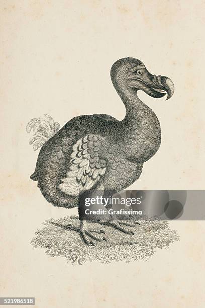 ilustraciones, imágenes clip art, dibujos animados e iconos de stock de grabado de extincted ave incapaz de volar dodo - dodo