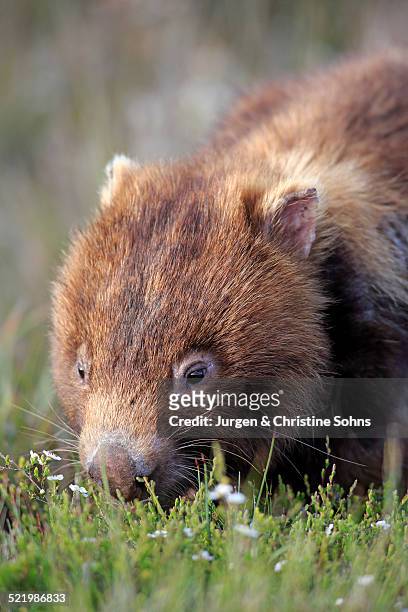 common wombat -vombatus ursinus-, adult, foraging, wilsons promontory national park, victoria, australia - wombat stock-fotos und bilder