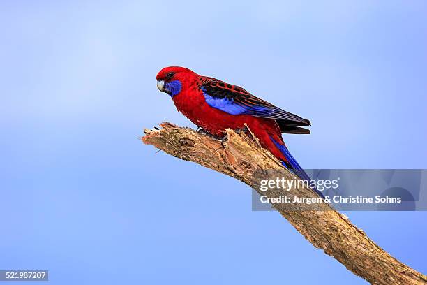 crimson rosella -platycercus elegans- adult on perch, wilsons promontory national park, victoria, australia - rosella carmesí fotografías e imágenes de stock