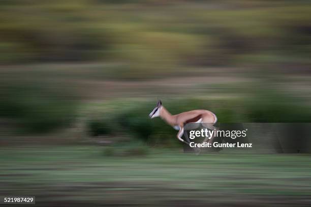 Springbok Running Beg Springbok Running Photos and Premium High Res Pictures - Getty Images