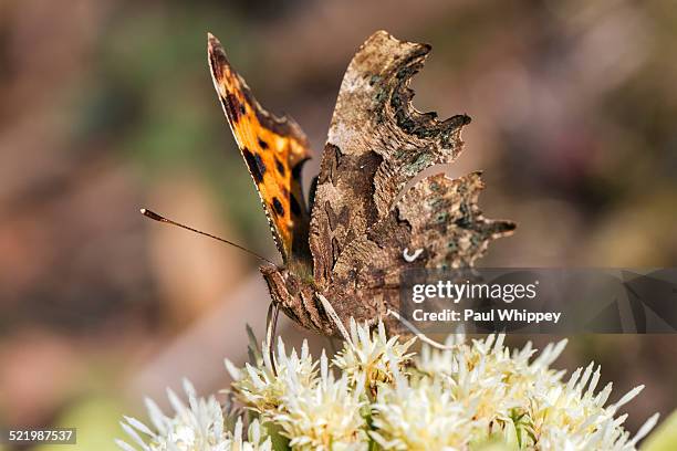 comma butterfly -polygonia c-album-, feeding on alpine butterbur flowers -petasites paradoxus-, south wales, united kingdom - petasites stock pictures, royalty-free photos & images