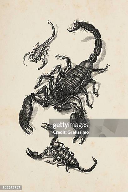 illustrazioni stock, clip art, cartoni animati e icone di tendenza di incisione di scorpione dal del 1809 - scorpions