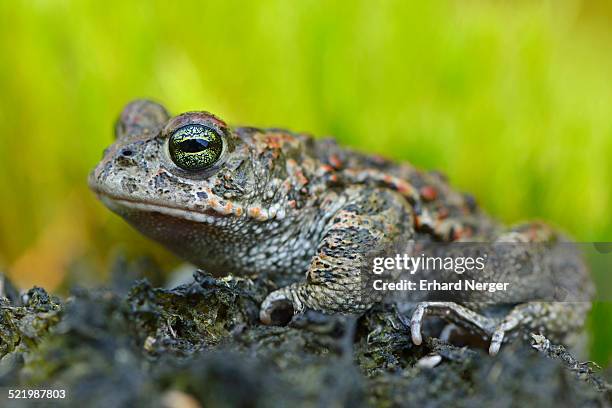 natterjack toad -bufo calamita-, emsland, lower saxony, germany - calamita stock pictures, royalty-free photos & images