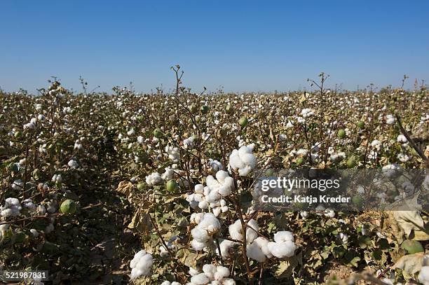 cotton plants -gossypium-, cotton field, uzbekistan - uzbekistan stock pictures, royalty-free photos & images