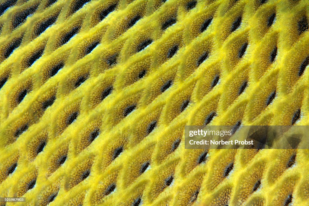 Scales, Titan triggerfish -Balistoides viridescens-, Red Sea, Egypt