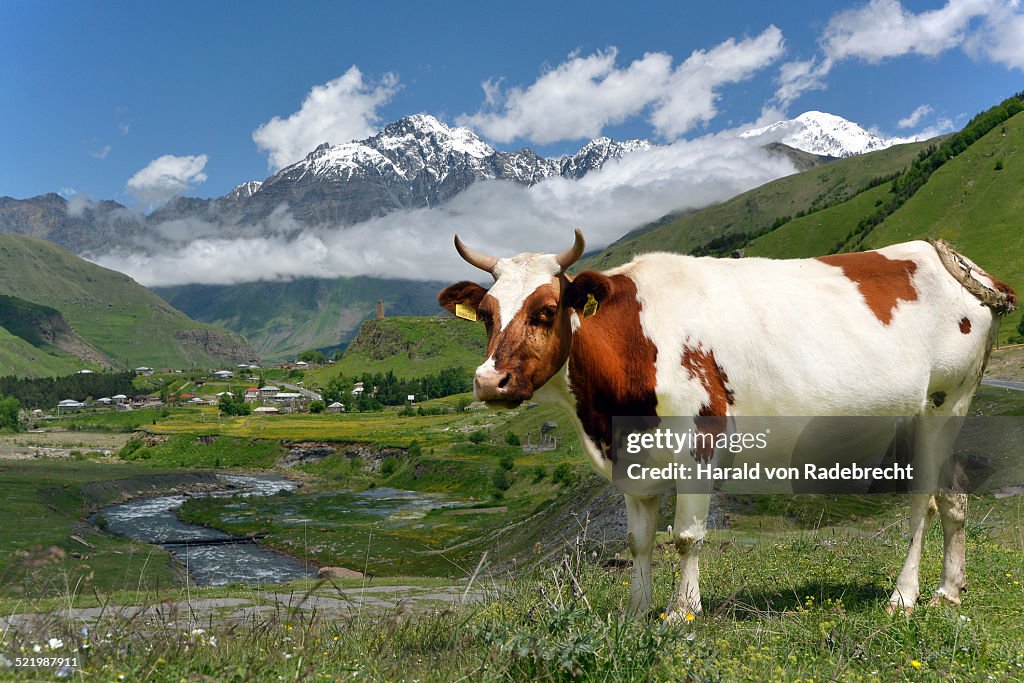 Cow on a pasture at River Tergi or Terek, near Sioni, High Caucasus, Mtskheta-Mtianeti region, Georgia