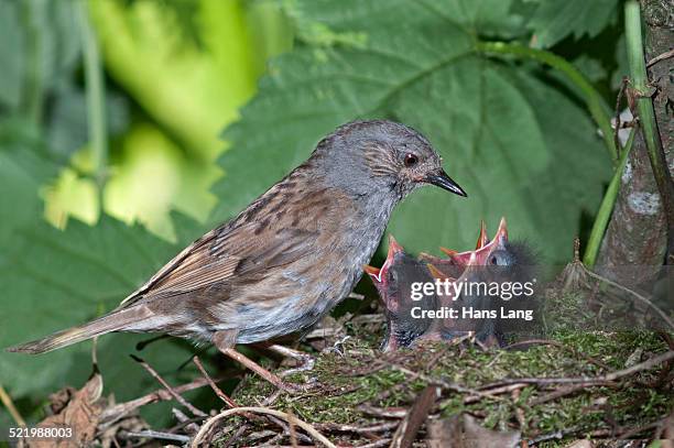 dunnock -prunella modularis- at nest with young birds, baden-wurttemberg, germany - prunellidae stock pictures, royalty-free photos & images