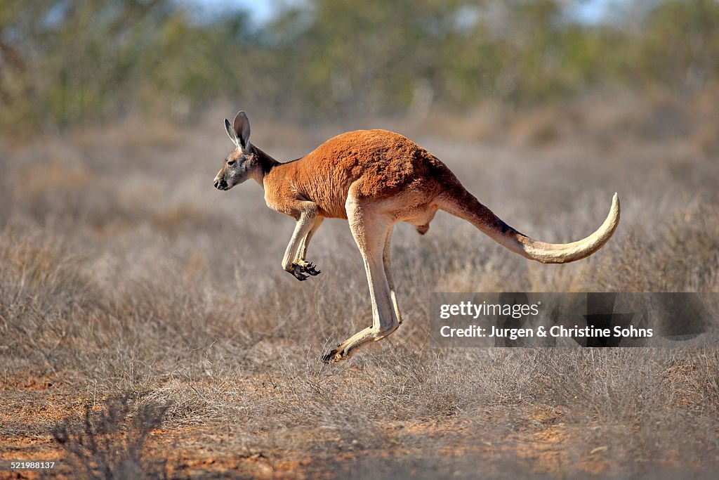 Red Kangaroo -Macropus rufus-, adult male, jumping, Sturt National Park, New South Wales, Australia